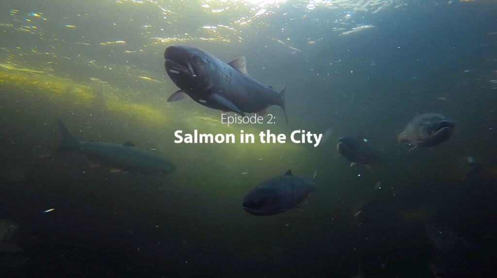 Seattle Aquarium Gallery 2