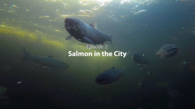 Seattle Aquarium Gallery 2