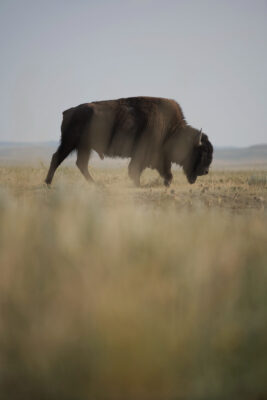 Usda gallery 3